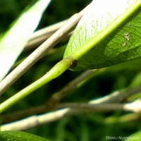 Pothos remotiflorus Hook.